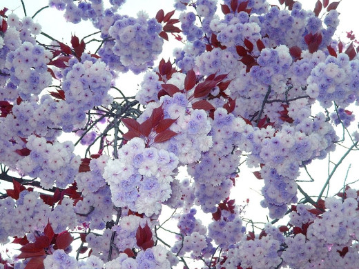 429785 (a): :1024x768